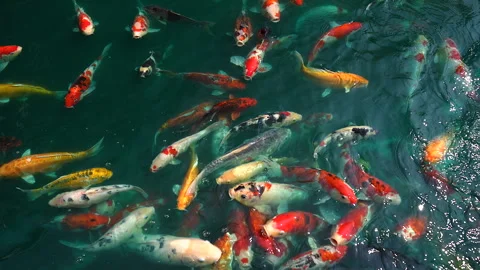 A school of koi fish on a pond. Stock Footage 266022740