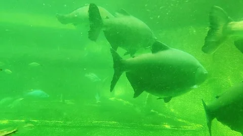 "School of large and small fish swimming in murky green underwater environment" Stock Footage 338409297