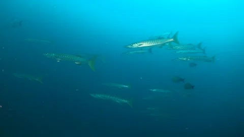 School of large barracuda swimming into the current Stock Footage 130240985