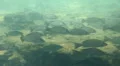 School of Large Fish At Homosassa Springs, Florida HD Footage