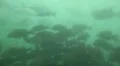 School of Large Fish At Homosassa Springs, Florida HD Footage