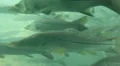 School of Large Fish At Homosassa Springs, Florida HD Footage
