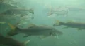 School of Large Fish At Homosassa Springs, Florida HD Footage