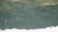School of Large Fish At Homosassa Springs, Florida HD Footage