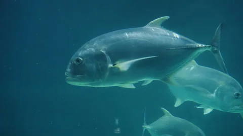 School of large silver fish gliding through clear blue water, captured in frames Stock Footage 327530799