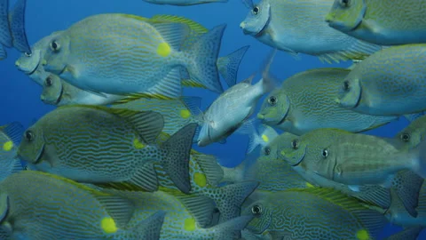 A school of Lined Rabbitfish (Siganus lineatus) in the blue Water, Raja Ampat Stock Footage 143545372