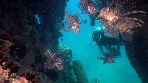 School of Lion fish iand diver nside wreck in Red sea Egypt Video stock 80318142