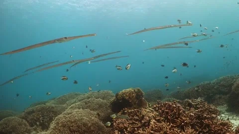 School of long cornet fish swimming over colorful coral reef Stock Footage 130240989