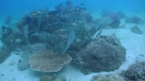 School of Long-nosed Emperors (Lethrinus olivaceus) Hunting - Philippines Stock Footage 118969227
