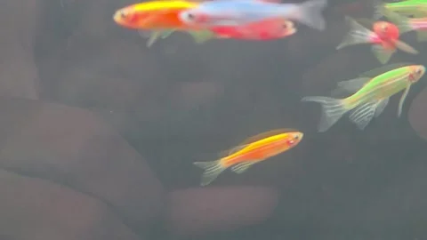 School of longfin danio fish in vibrant shades of red orange green and blue.. Stock Footage 328279397