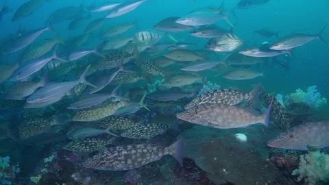 School of Longnose Emperors and Jacks at Richelieu Rock, Thailand 2 of 2 60fps Stock Footage 293492334