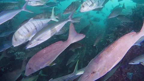 School of Longnose Emperors and Jacks at Richelieu Rock, Thailand 1 of 2 60fps Stock Footage 293533451