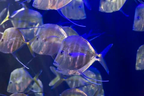 School of Lookdown Fish Stock Photos