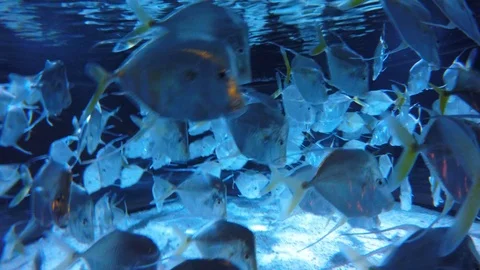 School of Lookdowns, Fish, 4K Stock Footage 88640753