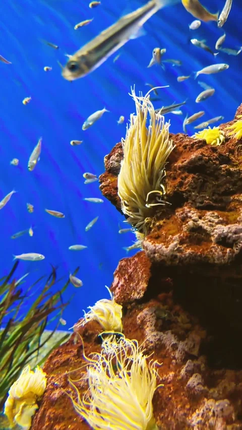 School lot of small bright yellow fish swims under water among rocks coral reef Stock Footage 346297760
