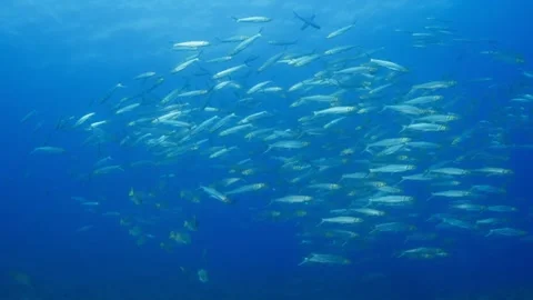 School of Machete (Elops affinis), with ... | Stock Video | Pond5