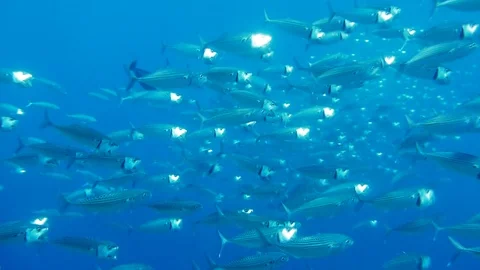 School of Mackerel feeding on plankton in shallow blue tropical waters Stock Footage