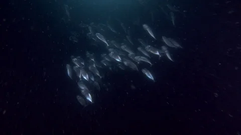 School of Mackerel feeds plankton in the night Stock Footage 87868656