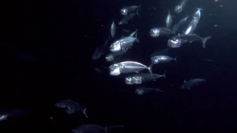 School of Mackerel feeds plankton in the night Stock Footage 87973310