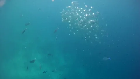 School of Mackerel feeds plankton under the surface water Stock Footage 81374053