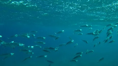 School of Mackerel feeds plankton under surface water, Red sea, Marsa Alam, Abu Vidéo 81688024