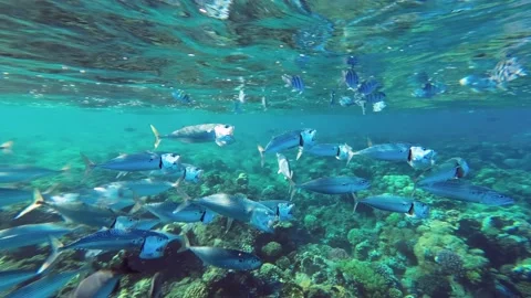 School of mackerel fish feeds below the surface of the water Stock Footage 232772887