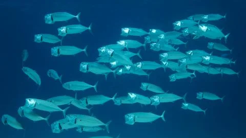 School of Mackerel fish swims in the blue water with open mouth ram feeding o Stock Photos