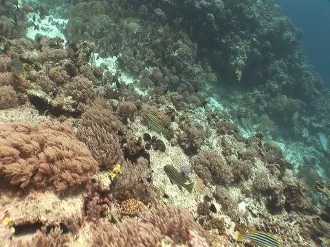 School of Mangrove Snapper Stock Footage 98709393