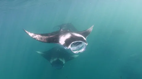 School of manta rays feeding Stock Footage 116442877