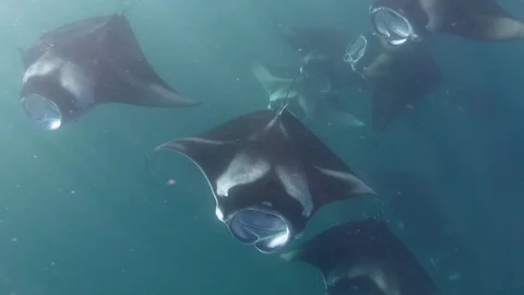 School of manta rays underwater Stock Footage