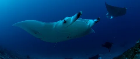 A school of  manta slow motion Video stock 102361430