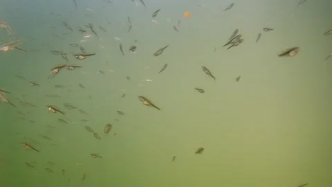  Goldfish Minnows (Pool/Frozen, 12 POUND) : Sports