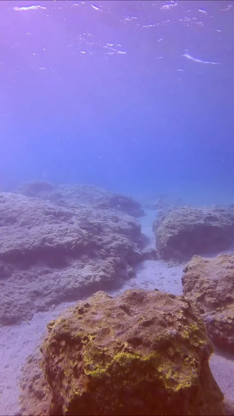 School of Marbled Spinefoot fish (Siganus rivulatus) swim over rocky seabed Stock Footage 253221260
