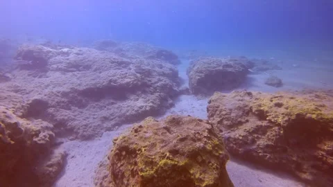 School of Marbled Spinefoot fish (Siganus rivulatus) swim over rocky seabed Stock Footage 259299741