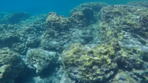 School of Marbled Spinefoot fish swim over rocks sea bottom, Slow motion Stock Footage 267705418