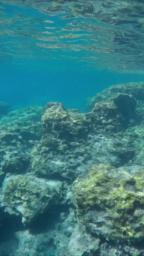 School of Marbled Spinefoot fish swim over rocks sea bottom, Slow motion 스톡 동영상 271344186