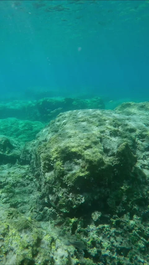 School of Marbled Spinefoot fish swims on rock reef in sunrays, Panorama, Slow Stock Footage 257666213