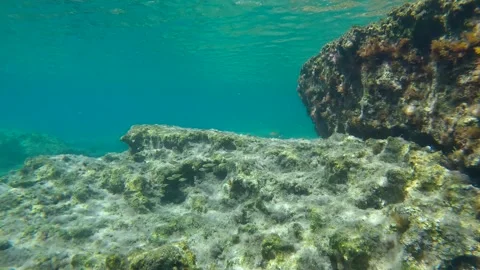 School of Marbled Spinefoot fish swims on rock reef, Slow motion Stock Footage 259300221