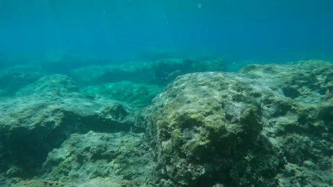 School of Marbled Spinefoot fish swims on rock reef in sunrays, Panorama, Slow Stock Footage 277497012