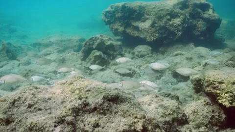 School of Marbled Spinefoot swim on rock reef in Mediterranean Sea Stock Footage 251134719