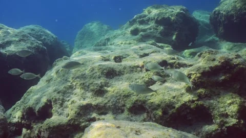 School of Marbled Spinefoot swim on rock reef in Mediterranean Sea Video stock 254465779