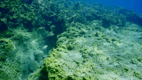 School of Marbled Spinefoot swimming over rocky seabed near reef in Video stock 256586090