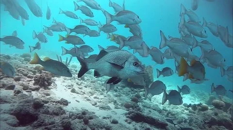 School of marine fish Stock Footage 88177192