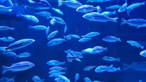 School of Marine Fish Stock Footage 197403142