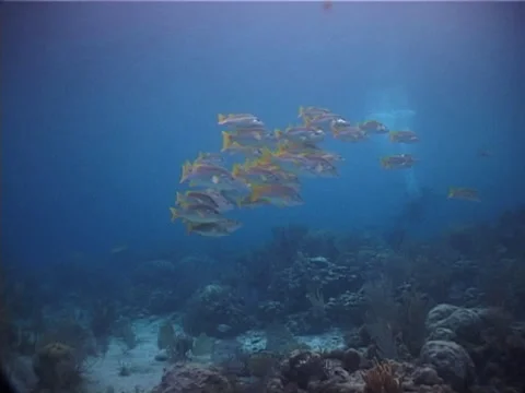 School master schooling and schooling on shallow coral reef, Lutjanus apodus, Stock Footage 38407878