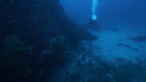 School of mediterranean rainbow wrasse in front of spike of rock,Ustica, Med sea Stock Footage 125513736