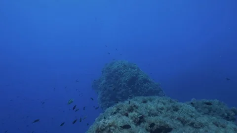 School of mediterranean rainbow wrasse in front of spike of rock,Ustica, Med sea Stock Footage 126765882