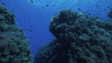 School of mediterranean rainbow wrasse in front of spike of rock,Ustica, Med sea Stock Footage 126791247
