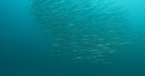 School of Mexican Barracuda. Stockbeeldmateriaal 115057062