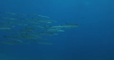 School of Mexican Barracuda. Stock Footage 115297587